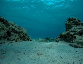 Empty bottom of the sea with rocks, reef and sea urchins